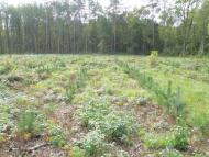 Болярка з panoramio.com