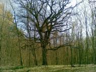 Битиця з panoramio.com