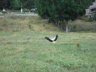 Михайлівка з panoramio.com