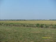 Фруктове з panoramio.com