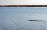 Дарівка з panoramio.com
