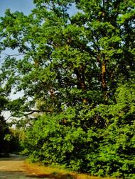 Лук'янівка - Останні фото