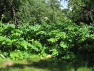 Дубовець з panoramio.com