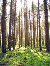 Вільхова з panoramio.com