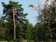 Жовтневе з panoramio.com