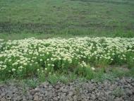 Харитонівка з panoramio.com