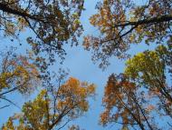 Черемошне з panoramio.com