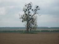 Носівці з panoramio.com