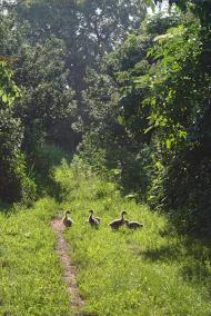 Андрійки з panoramio.com