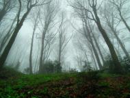 Карпатське з panoramio.com