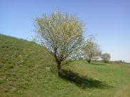 Великий Омеляник з panoramio.com