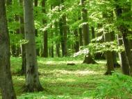 Оноківці з panoramio.com