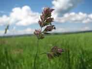 Грядки з panoramio.com