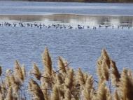 Червона Нива з panoramio.com