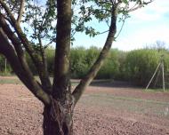 Яблунів з panoramio.com