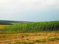 Орлівка з panoramio.com