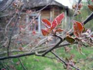 Вільхова з panoramio.com