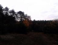 Тарасенки з panoramio.com - Тарасенки