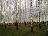 Черкаська Лозова з panoramio.com