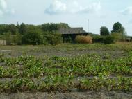 Рижики з panoramio.com