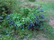 Максимець з panoramio.com