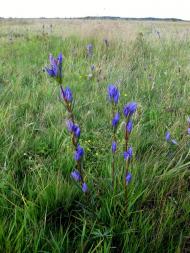 Щитинська Воля з panoramio.com