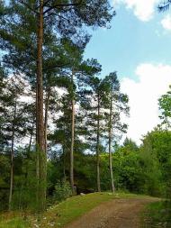 Червоний Оскіл з panoramio.com