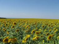 Стародубівка з panoramio.com