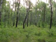 Семирічка з panoramio.com