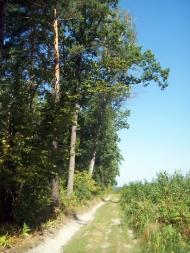 Тарасенки з panoramio.com - Тарасенки
