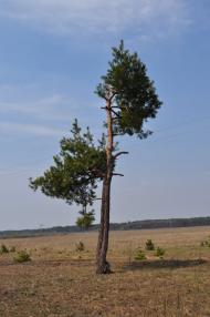 Торф'яне з panoramio.com