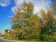 Дачне з panoramio.com