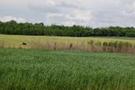 Маринівка з panoramio.com