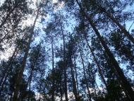 Цвітоха з panoramio.com