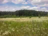 Березанка з panoramio.com