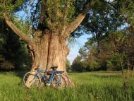 Кривуші з panoramio.com