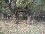 Каплани з panoramio.com