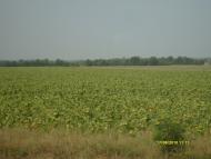 Долинське з panoramio.com