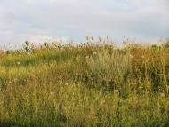 Голубівка з panoramio.com