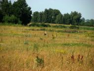 Улянівка з panoramio.com