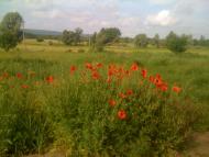 Ярова з panoramio.com