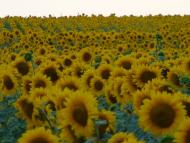 Сєверне з panoramio.com