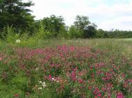 Веселянка з panoramio.com