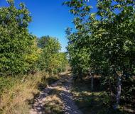 Краснопілка з panoramio.com - Краснопілка