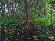 Стобихва з panoramio.com