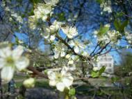 Станишівка з panoramio.com