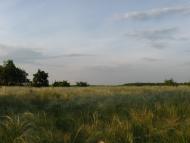 Біленьке з panoramio.com