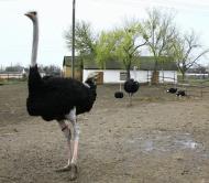 Березняки з panoramio.com