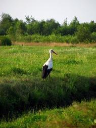 Яревище з panoramio.com