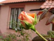 Острівок з panoramio.com